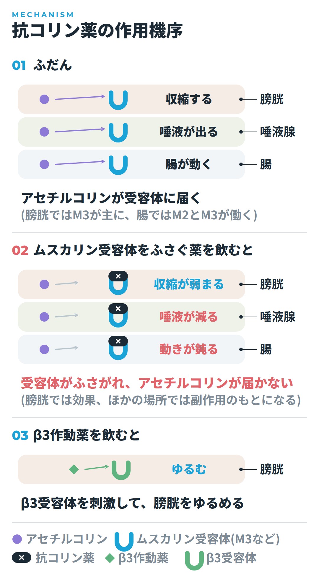 ふだんは、アセチルコリンが膀胱、唾液腺、腸のムスカリン受容体(膀胱ではM3が主に、腸ではM2とM3)に届いて、膀胱が収縮し、唾液が出て、腸が動く。ムスカリン受容体をふさぐ薬を飲むと、どこでもアセチルコリンが届かなくなり、膀胱の収縮が弱まる一方、唾液が減り、腸の動きが鈍る。β3作動薬は膀胱のβ3受容体を刺激して膀胱をゆるめる、という図