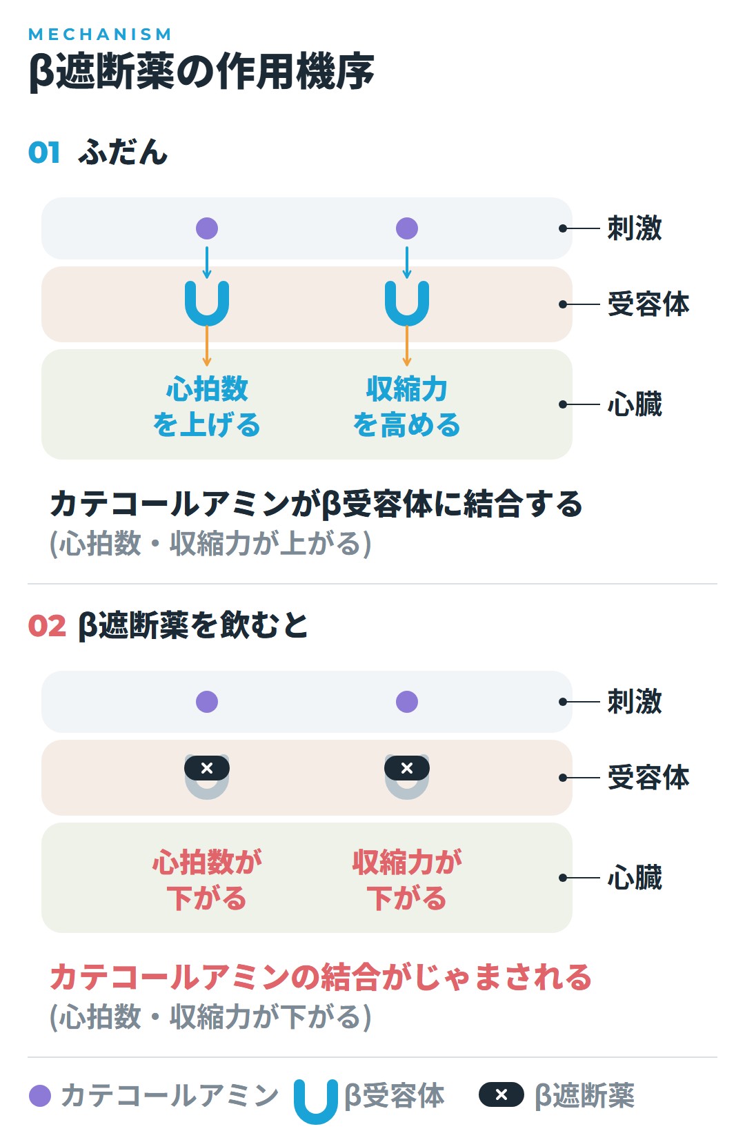 ふだんは、カテコールアミンがβ受容体に結合すると心拍数と収縮力が上がる。β遮断薬を飲むとβ受容体がふさがれ、カテコールアミンの結合がじゃまされて、心拍数と収縮力が下がることを、上下で比べた図