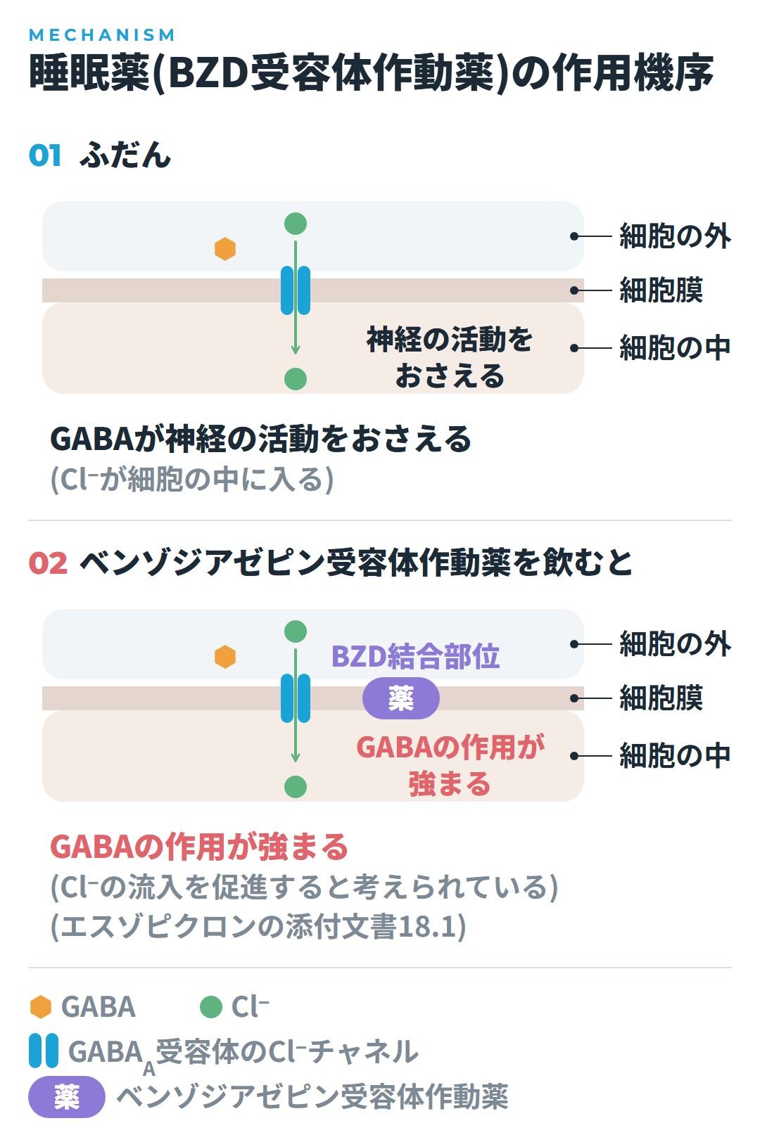 GABAが受容体に結合するとCl⁻が神経細胞の中に入り、神経の活動がおさえられること。ベンゾジアゼピン受容体作動薬がBZD結合部位に結合すると、GABAの作用が強まる(Cl⁻の流入を促進すると考えられている)ことを、ふだんと薬を飲んだときで比べた図
