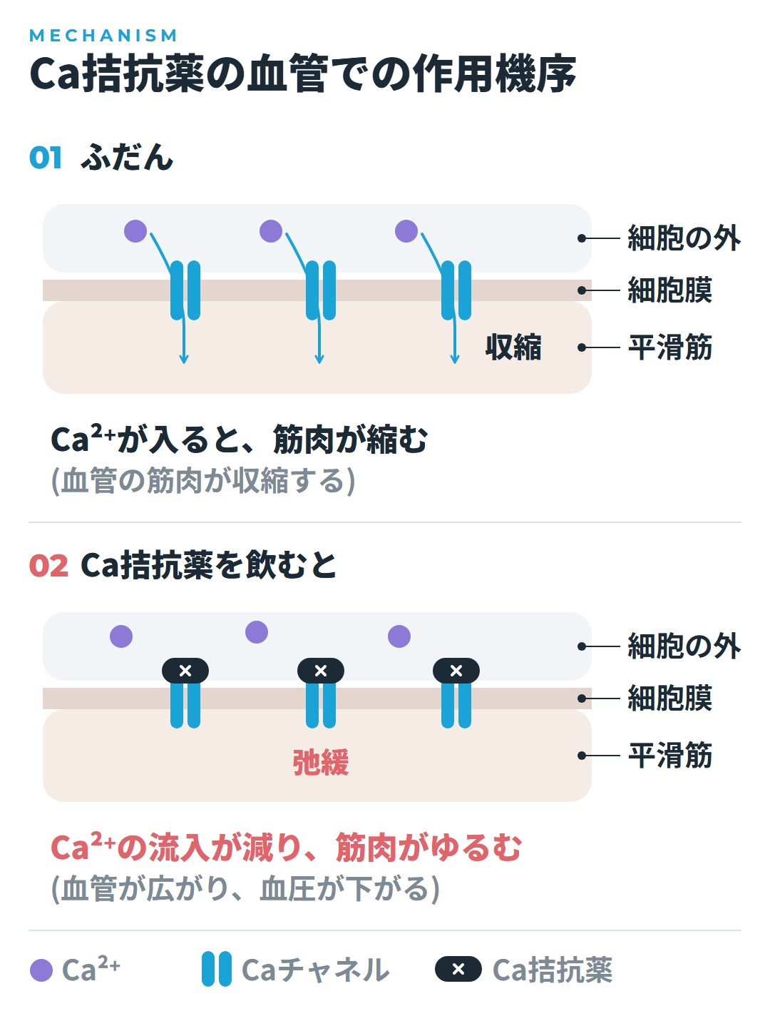 ふだんは血管の筋肉の細胞にCa2+がチャネルから入って筋肉が縮み、Ca拮抗薬を飲むとCa2+の流入が減って筋肉がゆるむことを上下で比べた図