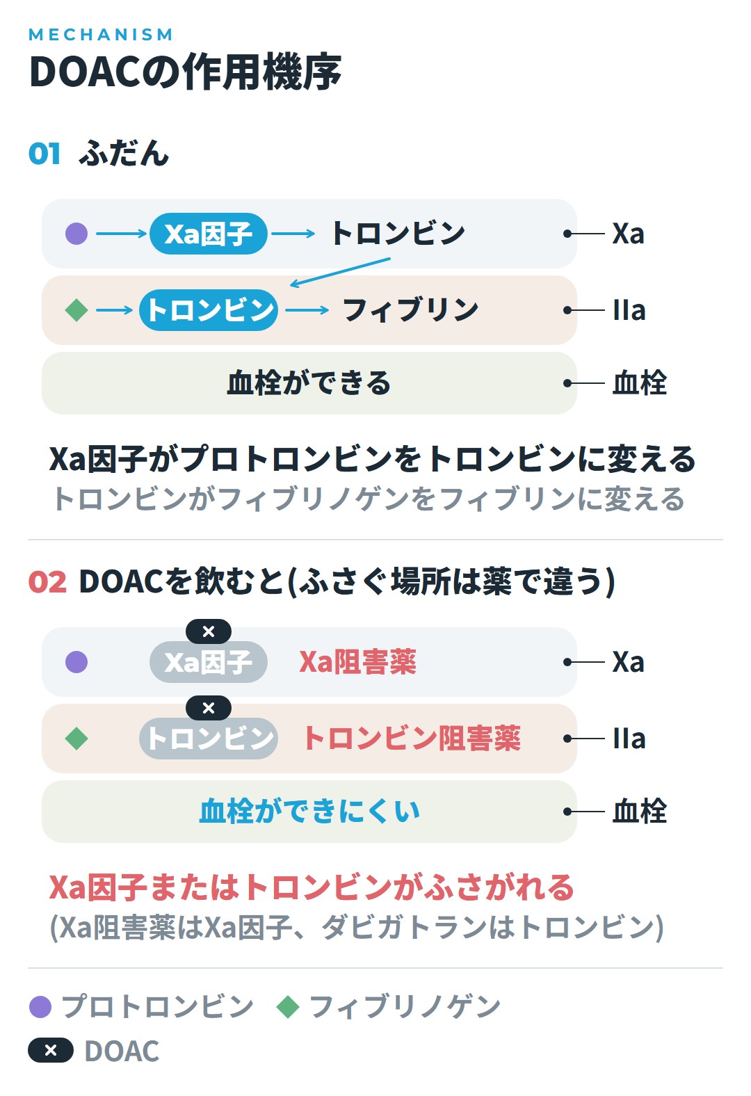 第Xa因子がプロトロンビンをトロンビンに変え、トロンビンがフィブリノゲンをフィブリンに変えて血栓ができる流れと、Xa阻害薬は第Xa因子を、ダビガトランはトロンビンをふさいで血栓ができにくくなることを、ふだんと薬を飲んだときで比べた図