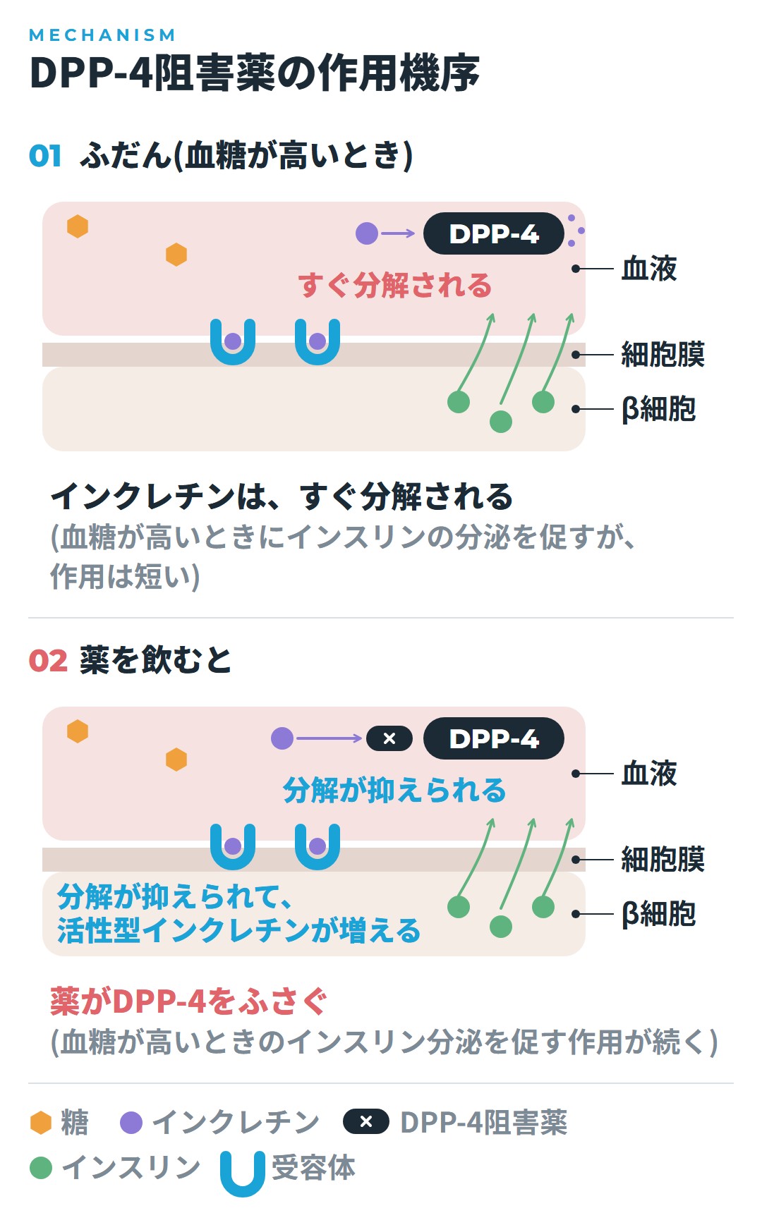 食後に消化管から出るインクレチンは、DPP-4という酵素ですぐ分解されるが、薬がDPP-4をふさぐと分解が抑えられ、活性型インクレチンが増えるしくみを、ふだんと薬を飲んだときで比べた図
