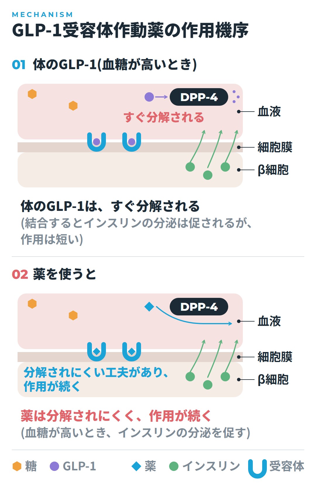 体のGLP-1はDPP-4で速やかに分解されるが、薬は分解されにくい工夫があり、膵β細胞のGLP-1受容体に結合して、血糖が高いときにインスリンの分泌を促すしくみを比べた図