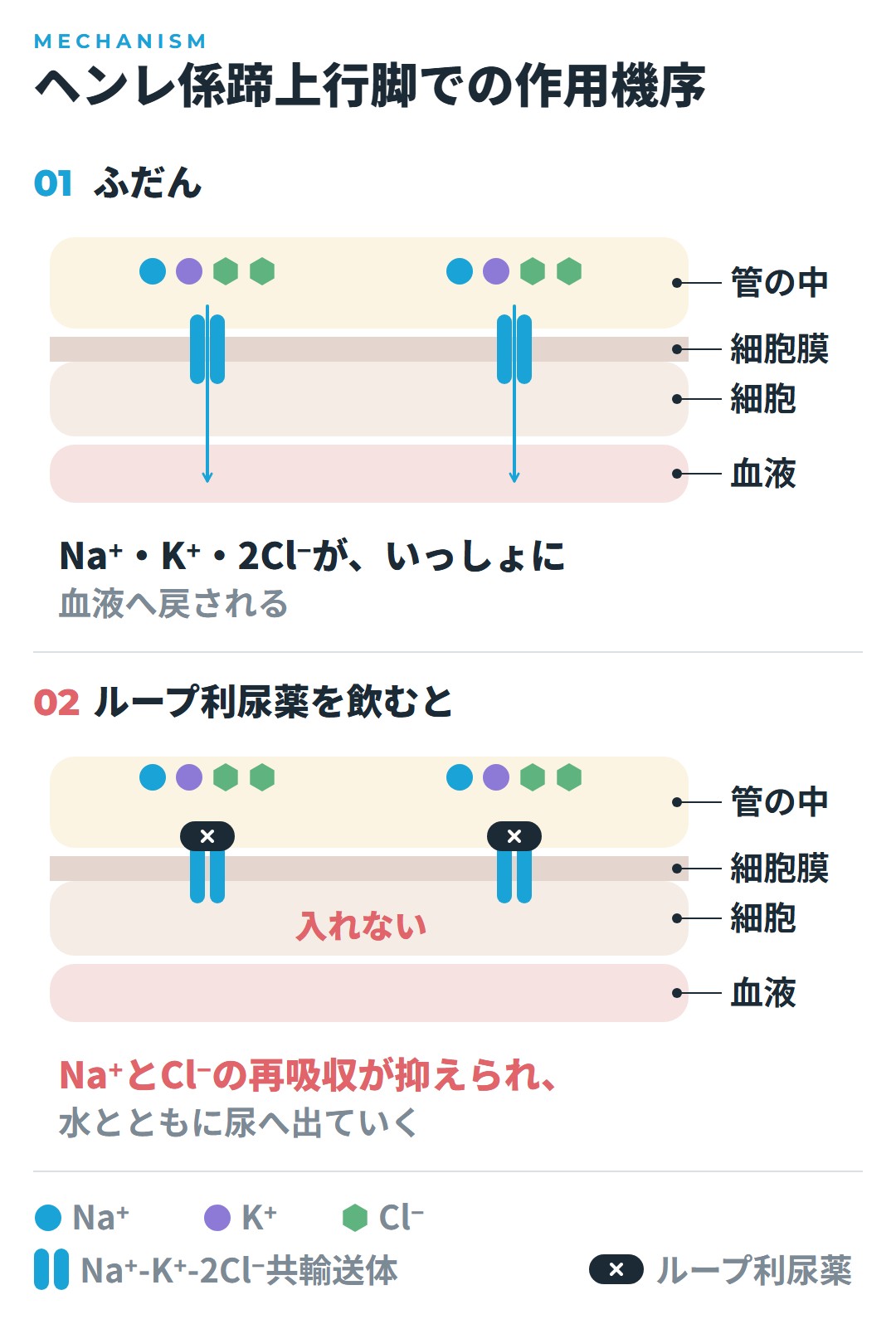 ヘンレ係蹄上行脚でNa⁺-K⁺-2Cl⁻共輸送体がNa⁺、K⁺、Cl⁻を血液へ戻すふだんの様子と、ループ利尿薬がそれをふさぎ、Na⁺とCl⁻の再吸収が抑えられて水とともに尿へ出ていく様子の図