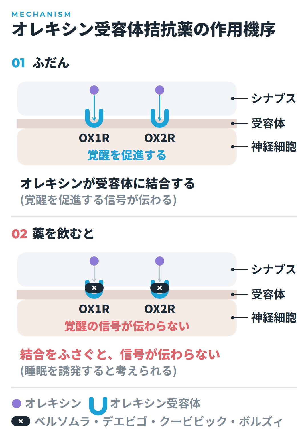 ふだんはオレキシンがOX1RとOX2Rの受容体に結合して覚醒を促進する信号が伝わる。ベルソムラ・デエビゴ・クービビック・ボルズィを飲むと受容体がふさがれ、オレキシンが結合できず、覚醒の信号が伝わらなくなることを示した図