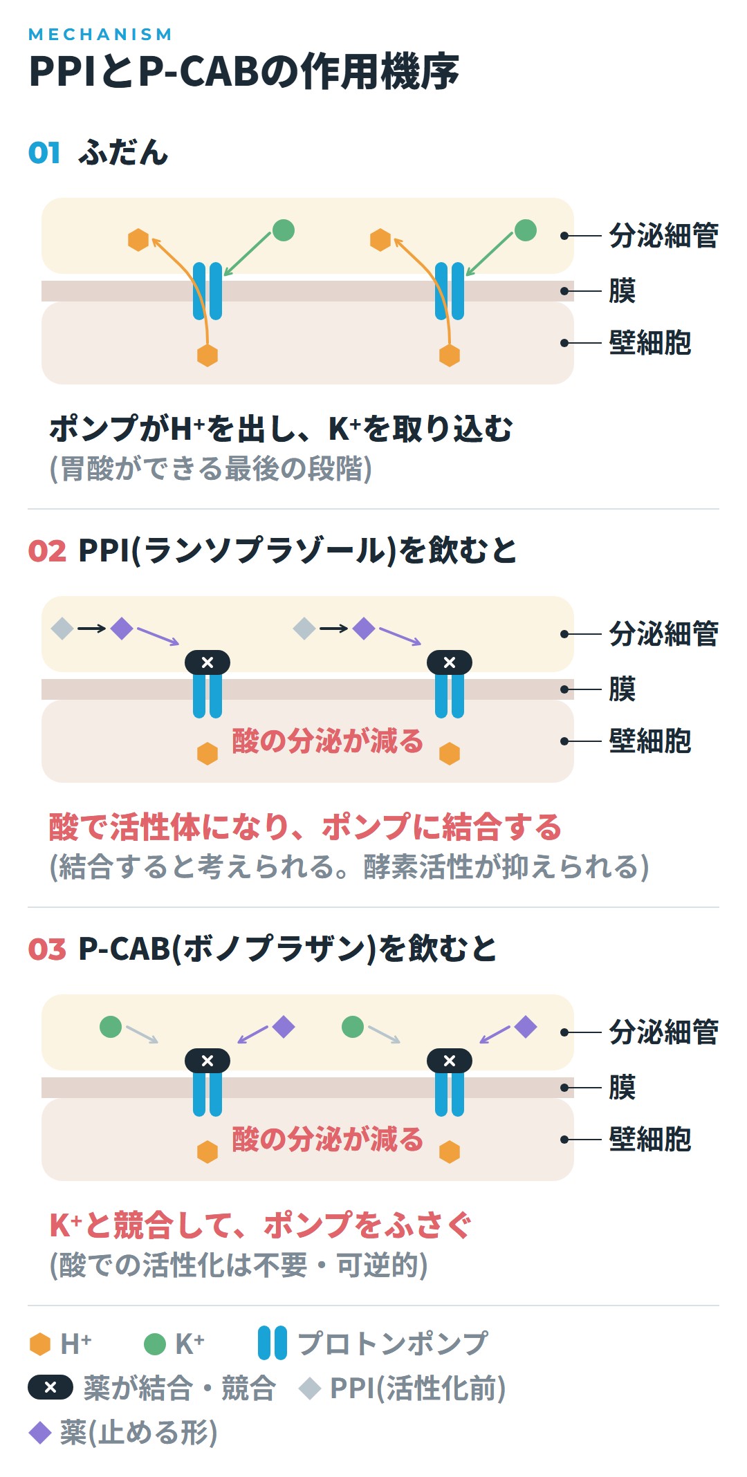 胃壁細胞の分泌細管の膜にあるプロトンポンプが、H⁺を出してK⁺を取り込む図。PPI(ランソプラゾール)は酸で活性体になってポンプに結合すると考えられ、P-CAB(ボノプラザン)は酸による活性化なしにK⁺と競合してポンプをふさぐ。どちらも酸の分泌が減る