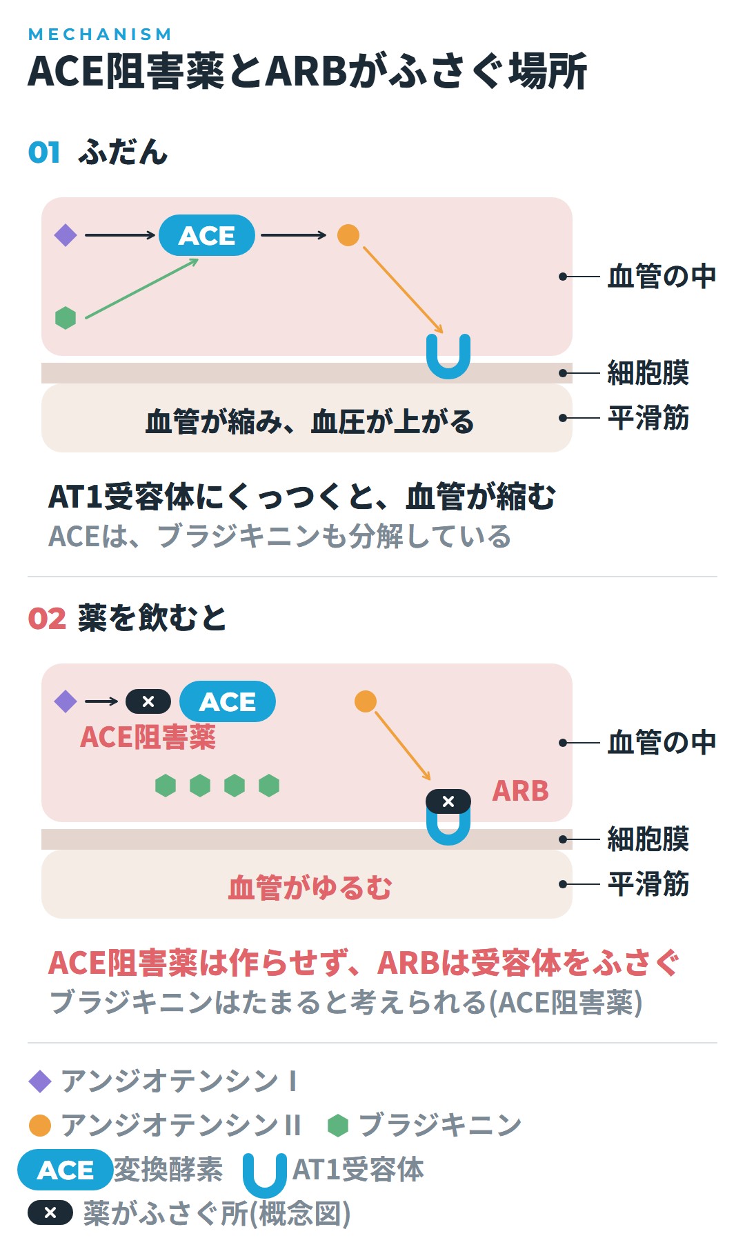ふだんは、アンジオテンシンⅠがACEでアンジオテンシンⅡになり、AT1受容体にくっついて血管が縮む。薬を飲むと、ACE阻害薬はACEをふさいでアンジオテンシンⅡを作らせず、ARBはAT1受容体をふさいで、血管がゆるむ図
