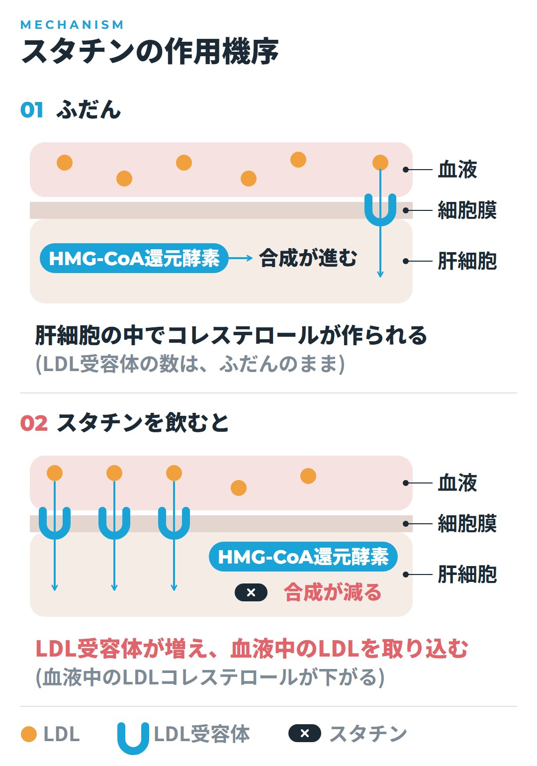 肝細胞の中でHMG-CoA還元酵素がコレステロール合成を進めるふだんの状態と、スタチンが酵素の働きを抑えて合成が減り、LDL受容体が増えて血液中のLDLを取り込む状態を、血液・細胞膜・肝細胞の層で比べた図