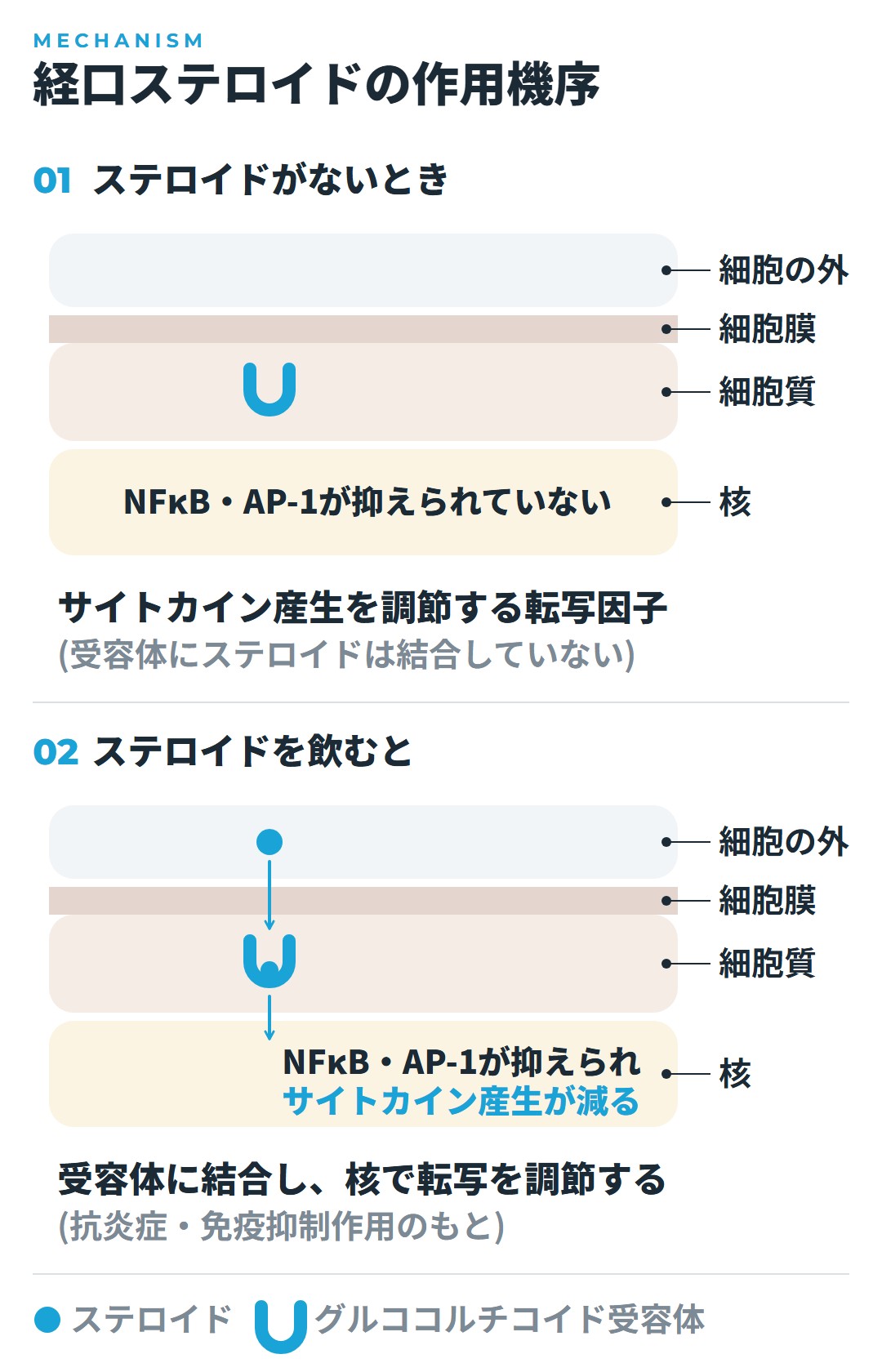 ステロイドがないときは、核でサイトカイン産生を調節する転写因子のNFκBとAP-1が抑えられていない。ステロイドが細胞膜を通って細胞質のグルココルチコイド受容体に結合し、核で遺伝子の転写を調節すると、NFκBとAP-1が抑えられ、サイトカイン産生が減って、抗炎症・免疫抑制作用が出ることを示した図