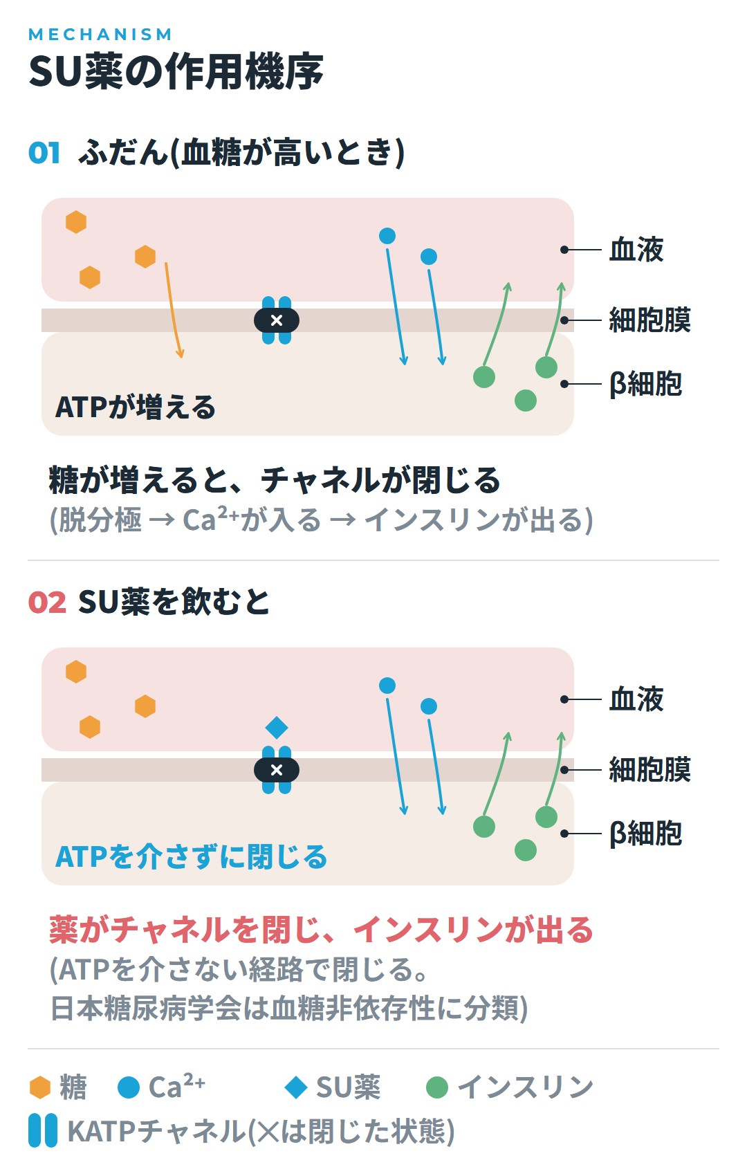 ふだんは、血糖が高いとβ細胞の中でATPが増えてKATPチャネルが閉じ、Ca²⁺が入ってインスリンが出る。SU薬を飲むと、薬がATPを介さずにKATPチャネルを閉じ、同じ流れでインスリンが出る。日本糖尿病学会は、SU薬を血糖非依存性のインスリン分泌促進薬に分類していることを比べた図