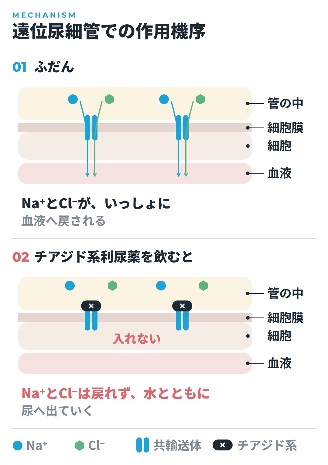 遠位尿細管でNa⁺-Cl⁻共輸送体がNa⁺とCl⁻を血液へ戻すふだんの様子と、チアジド系利尿薬がそれをふさぎ、Na⁺とCl⁻が尿へ出ていく様子の図